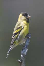 Male Black-chinned Siskin, Laguna de Laja NP, Chile, November 2005 - click for larger image