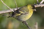 Male Black-chinned Siskin, Caulin, Chiloe, Chile, November 2005 - click for larger image