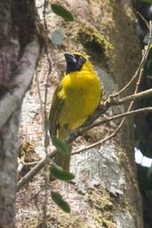 Yellow-green Grosbeak, Mata de Balbina, Bandeira, Minas Gerais, Brazil, October 2008 - click for larger image