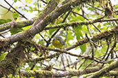 Canada Warbler, Guacamayos Ridge, Napo, Ecuador, November 2019 - click on image for a larger view