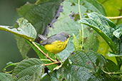 Canada Warbler, Wildsumaco Lodge, Napo, Ecuador, November 2019 - click on image for a larger view