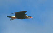 Northern Caracara, Roraima, Brazil, July 2001 - click for a larger image