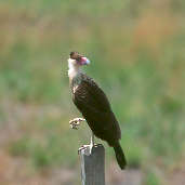 Immature Northern Caracara, Roraima, Brazil, July 2001 - click for a larger image