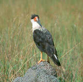 Northern Caracara, Roraima, Brazil, July 2001 - click for a larger image