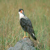 Northern Caracara, Roraima, Brazil, July 2001 - click for a larger image