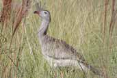 Red-legged Seriema, Vila Bela de Santíssima Trindade, Mato Grosso, Brazil, March 2003 - click for larger image