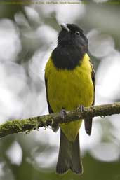 Hooded Berryeater, Parque do Zizo, SC#o Paulo, Brazil, November 2006 - click for larger image