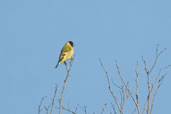 Male  Hooded Siskin, rio Camaquã, Rio Grande do Sul, Brazil, August 2004 - click for larger image