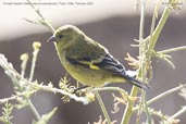 Female  Hooded Siskin, Putre, Chile, February 2007 - click for larger image