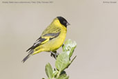 Male  Hooded Siskin, Putre, Chile, February 2007 - click for larger image