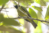 Black-headed Berryeater, Mata de Balbina, Bandeira, Minas Gerais, Brazil, November 2006 - click for larger image