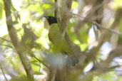 Black-headed Berryeater, Mata de Balbina, Bandeira, Minas Gerais, Brazil, November 2006 - click for larger image