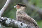 Juvenile Southern Caracara, Nahuelbuta NP, Chile, November 2005 - click for larger image