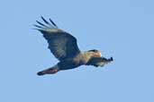 Southern Caracara, Caulin, Chiloe, Chile, November 2005 - click for larger image