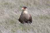 Southern Caracara, Torres del Paine, Chile, December 2005 - click for larger image