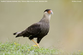 Southern Caracara, Pantanal, Mato Grosso, Brazil, December 2006 - click for larger image