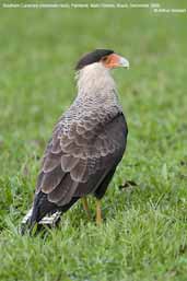 Southern Caracara, Pantanal, Mato Grosso, Brazil, December 2006 - click for larger image