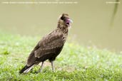 Juvenile Southern Caracara, Pantanal, Mato Grosso, Brazil, December 2006 - click for larger image