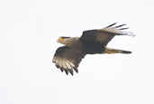 Southern Caracara, Parati, Rio deJaneiro, Brazil, August 2002 - click for larger image