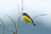 Lesser Goldfinch, Otún-Quimbaya, Risaralda, Colombia, April 2012 - click for a larger image
