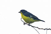 Lesser Goldfinch, Otún-Quimbaya, Risaralda, Colombia, April 2012 - click for a larger image