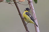 Lesser Goldfinch, Balsas, Amazonas, Peru, October 2018 - click for a larger image