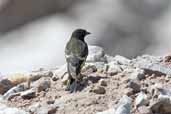 Yellow-rumped Siskin, Embalse El Yeso, Chile, November 2005 - click for larger image