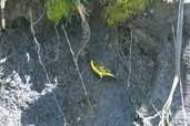 Yellow-rumped Siskin, Laguna de Laja, Chile, November 2005 - click for larger image