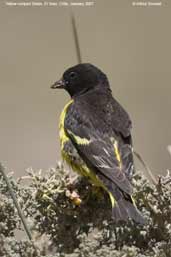 Yellow-rumped Siskin, Embalse El Yeso, Chile, January 2007 - click for larger image