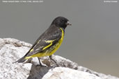 Yellow-rumped Siskin, Embalse El Yeso, Chile, January 2007 - click for larger image