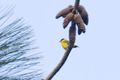 Male Yellow-faced Siskin, Tamandaré, Pernambuco, Brazil, October 2008 - click for larger image