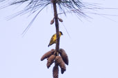 Male Yellow-faced Siskin, Tamandaré, Pernambuco, Brazil, October 2008 - click for larger image