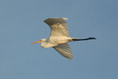 Great Egret, Cassino, Rio Grande do Sul, Brazil, August 2004 - click on image for a larger view