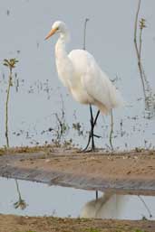 Great Egret, Taim, Rio Grande do Sul, Brazil, August 2004 - click on image for a larger view
