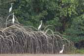 Great Egret on the mangroves, Ilha de Marajó, Pará, Brazil, November 2005 - click on image for a larger view