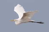 Great Egret, Ilha de Marajó, Pará, Brazil, November 2005 - click on image for a larger view