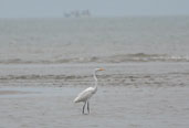 Great Egret, Parati, Rio de Janeiro, Brazil, August 2002 - click on image for a larger view