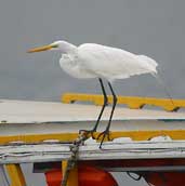 Great Egret, Parati, Rio de Janeiro, Brazil, August 2002 - click on image for a larger view