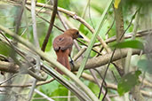 Rufous Casiornis, Quebrada Upaquihua, San Martin, Peru, October 2018 - click on image for a larger view