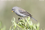 Male Band-tailed Seedeater, Putre, Chile, February 2007 - click for larger image