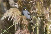 Male Band-tailed Seedeater, Putre, Chile, February 2007 - click for larger image