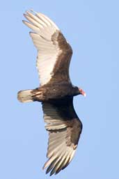 Turkey Vulture, La Güira, Cuba, February 2005 - click for larger image