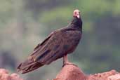 Turkey Vulture, Carajás, Pará, Brazil, October 2005 - click for larger image