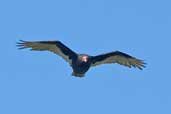 Turkey Vulture, Caulin, Chiloe, Chile, November 2005 - click for larger image