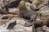 Turkey Vulture with South American Sea Lions, Pinguino de Humboldt R.N., Chile, January 2007 - click for larger image