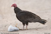 Turkey Vulture, Arica, Chile, February 2007 - click for larger image