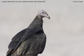 Immature text Vulture, mouth of Lluta River, Chile, February 2007 - click for larger image