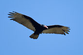 Turkey Vulture, Chapada de Araripe, Ceará, Brazil, October 2008 - click for larger image