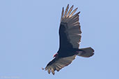 Turkey Vulture, Roatan, Honduras, March 2015 - click for larger image