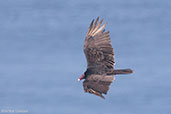 Turkey Vulture, Roatan, Honduras, March 2015 - click for larger image